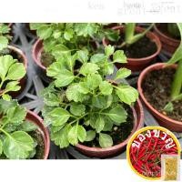 ราคา หลายๆซื้อ 观叶พืช ฉิน Ye Fluke ตอง玫瑰/芹菜/儿童/通心菜/向日葵/园艺/文胸/内裤/seeds/母婴/ AGZ0 (21936088338)