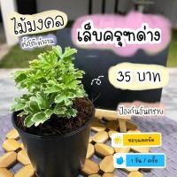 ราคา เล็บครุฑด่าง ไม้มงคล ฟอกอากาศ วางบนโต๊ะทำงานได้ ร่มได้ แดดได้ (7046911486)