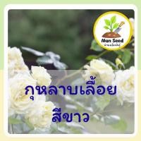 ราคา เมล็ดพันธุ์ กุหลาบเลื้อย สีขาว 7 เมล็ด White Climbing Rose เมล็ดพันธุ์แท้ นำเข้าจากต่างประเทศ (25176480185)