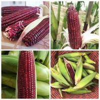 ราคา ข้าวโพดหวานสีแดง ทับทิมสยาม 1 ซอง บรรจุ 60 เมล็ด (7579256570)