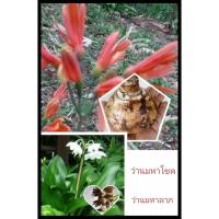 ราคา รวมชุด ว่านมหาโชคและว่านมหาลาภ(รอบหัว12-15cm) สองว่าน2หัวเป็นว่านในชุดไตรภาคี ว่านมหาโชค ว่านมหาลาภ (14962355676)