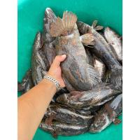 ราคา ปลาบู่ลพบุรีมีทุกไซร์ (28452220988)