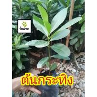 ราคา ต้นกระทิง หรือ ต้นสารภีทะเล 25-35ซม. (9106979167)