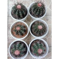 ราคา Melo cactus เมโล แคคตัส ออกเซฟฟาเลี่ยมแล้ว (10210471238)