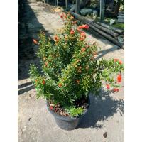 ราคา ต้นทับทิมหนู ต้นไม้มงคล (10211028975)