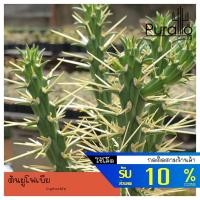 ราคา ต้นยูโฟเบีย Euphorbia หนามดูด หนามโหด Cylindropuntia hystrix #ยูโฟเบีย #ไม้ดัด #cactus #succulent (12933739965)
