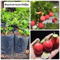 ราคา ต้นมะม่วงหาวมะนาวโห่ ญี่ปุ่นมะนาวโห่ญี่ปุ่น (24890612667)
