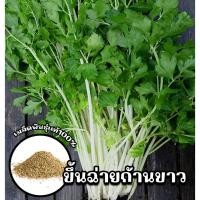 ราคา เมล็ดพันธุ์ขึ้นฉ่ายก้านขาว ซองละ 10 g (ประมาณ 18000 เมล็ด) (23788685008)