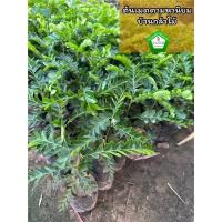 ราคา ต้นเมตตา เมตตามหานิยม ต้นแข็งแรง ระหว่างขนส่งสินค้าเสียหาย ทางร้านรับผิดชอบทุกรณีจ้า (22310161844)