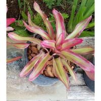 ราคา สับปะรดสี (Bromeliad) กระถาง6นิ้ว ส่งทั้งกระถาง (8586182310)