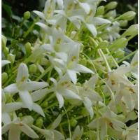 ราคา ต้นปีบ,กาสะลองความสูง35ซม(1ชุด3ต้น) (4704450277)