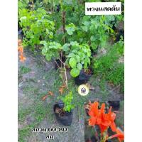 ราคา ต้นพวงแสดต้น พวงแสดต้น พวงแสด (25940612204)