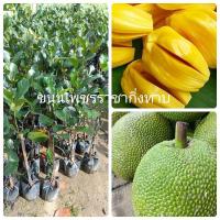 ราคา ต้นขนุนเพชรราชาทาบกิ่งขนาดต้น60-90ซม. (28418548966)