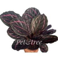 ราคา คล้าหางนกยูงแดง ❤️Calathea ฟอร์มสวย☘️#ไม้มงคลเสริมโชคลาภ #แคล้วคลาดปลอดภัย#ราคาถูกที่สุด#พร้อมส่ง (8789950054)