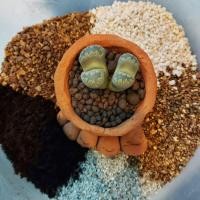 ราคา ดินปลูกไลทอป(โดยเฉพาะ) โปร่ง ดินอร่อย แร่ธาตุอัดแน่น (3370598326)