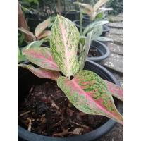 ราคา ต้นรวยล้นฟ้า ไม้มงคล (28188304404)