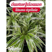 ราคา ต้นเศรษฐีเรือนนอก ไม้มงคล กระถาง6 ปลูกในร่ม ในห้องได้ (25986158474)