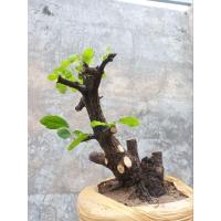 ราคา ตะโกบอนไซ ไม้โครงสร้างบอนไซ (29009021266)