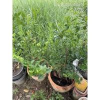 ราคา ต้นมะนาวแป้นพิจิตรลูกดก (28552971942)