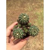 ราคา เฟเรียไม้เมล็ดจำนวน 3 ต้น (9137486828)