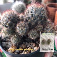 ราคา แคคตัสหน่อยสดแมมเม็ดพริกหนามแดงดอกสีเหลืองขั้นต่ำ5หน่อ (4730945803)