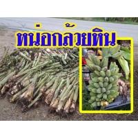 ราคา หน่อกล้วยหิน ( 1 หน่อ) กล้วยหิน พันธ์กล้วย หน่อกล้วย ขุดแล้วส่งเลย เหง้าใหญ่ โตเหง้าไม่แตก กล้วยเลี้ยงนก กล้วยหิน (12003072521)