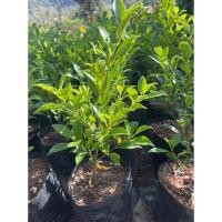 ราคา ต้นไทรเกาหลี ต้นไม้ปลูกแนวรั้ว (27358187480)