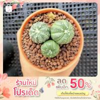 ราคา แอสโตรแคคตัส Astrocactus (16303281853)