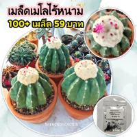 ราคา เมล็ดเมโลไร้หนาม Melocactus Caesius inermis เมล็ดแคคตัส (11786459359)