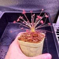 ราคา หยาดน้ำค้างพืชกินแมลง Drosera Paradoxa. (24055585078)