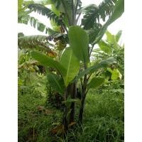 ราคา หน่อกล้วยตานีดำ หน่อกล้วยดำอินโด (1หน่อ) ของแท้แน่นอน ส่งจากสวนราชินี กำแพงเพชร มีของพร้อมส่ง (16368270814)