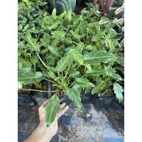 ราคา ซานาดู ไม้ฟอกอากาศ☘️ (11700735724)