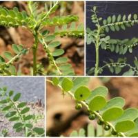 ราคา ลูกใต้ใบ เมล็ดหญ้าใต้ใบ (44152053624)