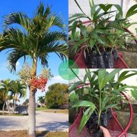 ราคา ต้นหมากนวล ปาล์มเยอรมัน สูง30-45cm ส่งทั้งถุงเพาะชำ (17666625408)