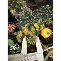 ราคา แดมซิไอด่าง แดมซิไอ ด่าง ยิมโน cactus gymnocalycium แม่ลูกดก ลูกชุบ กระบองเพชร แคคตัส damsii แดม ซิไอ แม่ ลูก ดก ยิม (10287234279)