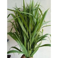 ราคา หญ้าขนสดยอดยาวปลอดสารพิษสำหรับแกสบี้กระต่าย (26359362645)