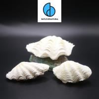 ราคา เปลือกหอยยักษ์ - ภรักธรรมชาติ - เปลือกหอยตกแต่งหลายขนาด - เปลือกสวยงาม (25081841302)