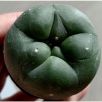 ราคา ❗❗ส่งฟรีไม่ต้องใช้โค๊ด❗❗โลโฟ โมริต้าแคคตัส/Lophophora Kechresii Morita (8773517043)