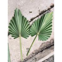 ราคา ใบตาลสดตัดแต่ง ใบตาลตกแต่ง (29416812616)