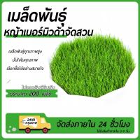 ราคา หญ้านวลน้อยเมล็ดพันธุ์หญ้านวลน้อย200เมล็ดปลูกง่ายเขียวสดใสปลูกครั้งเดียวอยู่ได้นาน (27137978068)