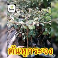 ราคา ต้นหูกระจง ต้นแผ่บารมี ไม้มงคล​ หูกระจง​ ต้นหูกระจง (8065765054)