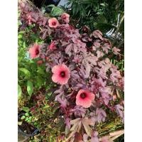 ราคา ต้นชบาเมเปิ้ล ดอกสีแดงเรื่อๆ (24962597182)