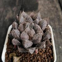 ราคา Haworthia​ mirror​ball​ (6192892229)