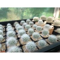 ราคา แมมขนแมวผสมขนแกะ (Mammillaria Bocasana ) ขนฟูๆ (5671827695)