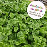 ราคา วอเตอร์เครสฮาวาย หรือ ผักเป็ดญี่ปุ่น (24517386099)