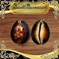 ราคา 1แถม1เบี้ยแก้ เปลือกหอยแท้ เบี้ยแก้ลายเสือ ได้ทั้งหมด 2 ชิ้น เบี้ยแก้ เปลือกหอยวัสดุธรรมชาติ รูปปั้น (26776257812)