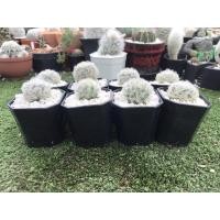 ราคา แมมขนนกขาว Mammillaria plumosa คละสีดอกแมมมิลลาเลียขนนกขาว (13707239517)