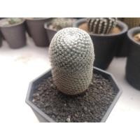 ราคา แคคตัสแมมนกฮูก Mammillaria Microthele ไม้เมล็ด (9806445143)