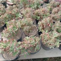 ราคา Pulvinata Cristata กุหลาบหิน ไม้อวบน้ำ พร้อมส่ง ร้านใบบุญ กุหลาบหิน ไม้อวบน้ำ Echeveria Haworthia Succulent (18662507928)