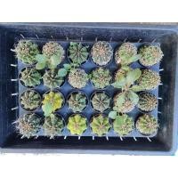 ราคา แคคตัส cactus ยิมโนกับเมโล (3951178495)